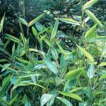 Shibataea kumasasa, aka zig-zag bamboo, is one of the finest small garden bamboos. (Richie Steffen)