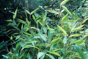 Shibataea kumasasa, aka zig-zag bamboo, is one of the finest small garden bamboos. (Richie Steffen)