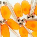 Newly hatched salmon  at a hatchery in Issaquah  retain the eggs yolk sac as a nutrient-rich lunch bag. (Amy Gulick)