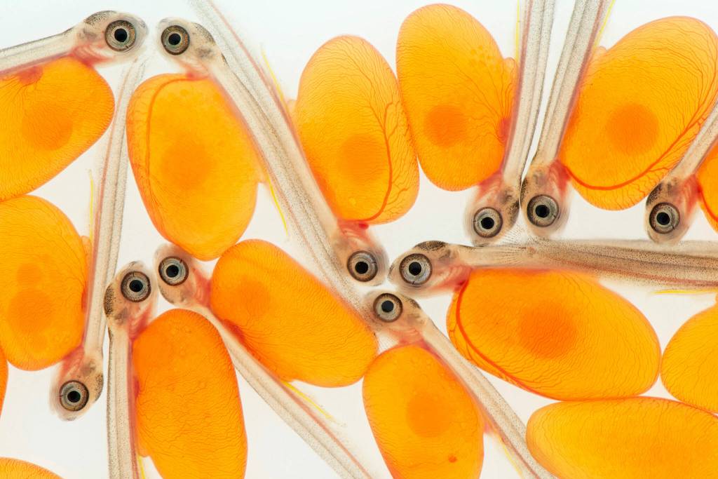 Newly hatched salmon  at a hatchery in Issaquah  retain the eggs yolk sac as a nutrient-rich lunch bag. (Amy Gulick)