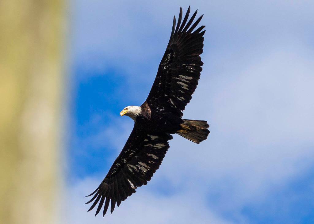 A bald eagle flies over Howarth Park on its way back to its perch April 22 in Everett. (Olivia Vanni / The Herald)