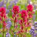Purple lupine growing amid Indian paintbrush at Mount Rainier National Park. (Getty Images)