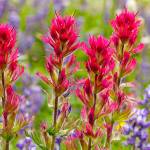 Closeup of beautiful Indian paintbrush against purple lupine wildflowers at Mt. Rainier National Park in Washington state