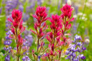 Closeup of beautiful Indian paintbrush against purple lupine wildflowers at Mt. Rainier National Park in Washington state