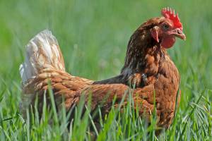 An egg-producing chicken is in a pasture at Wilcox Family Farms, Thursday, April 9, 2020, in Roy, Wash. Eggs have been one item that can be hard to find on grocery store shelves during the outbreak of the coronavirus, even though the closure of restaurants and large corporate kitchens has led to a decreased demand for food service egg products. (AP Photo/Ted S. Warren)