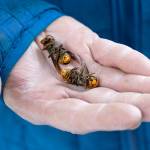 In this October 2020 photo, a Washington state Department of Agriculture worker holds two of the dozens of Asian giant hornets vacuumed from a tree in Blaine. (AP Photo/Elaine Thompson, File)