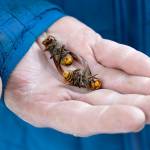 FILE - In this Oct. 24, 2020, file photo, a Washington state Department of Agriculture worker holds two of the dozens of Asian giant hornets vacuumed from a tree in Blaine, Wash. Authorities say they've found the first Asian giant hornet nest of 2021 in a rural area east of Blaine. State entomologists will now develop a plan to eradicate the nest. (AP Photo/Elaine Thompson, File)