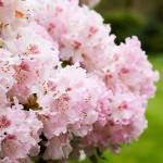 Shrubs that flower in spring, such as rhododendrons, should be pruned right after theyre finished blooming. (Getty Images)