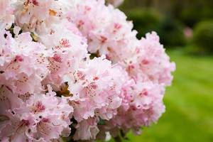 Close up Beautiful pink Rhododendron