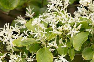 The Chinese fringe tree is an excellent choice for the small garden. (Richie Steffen)