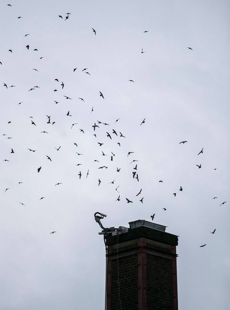 Vauxs swifts dive toward the chimney where they roost at the Frank Wagner Elementary School in Monroe. (Olivia Vanni / The Herald)