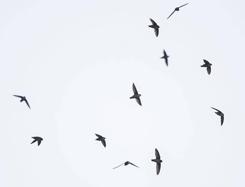 A handful of Vauxs swifts circle the chimney at the Frank Wagner Elementary School in Monroe. (Olivia Vanni / The Herald)