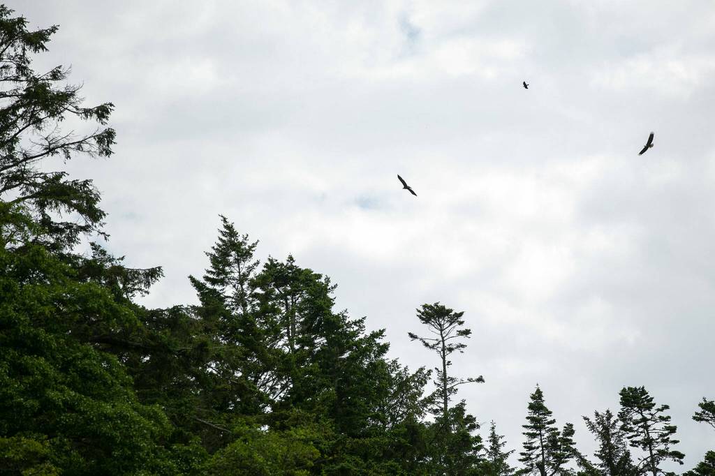A crow pesters a pair of bald eagles on June 10 at the site of the Keystone Preserve near Coupeville. The nearly mile-long beachfront provides habitat for a multitude of animals and plants. (Ryan Berry / The Herald)