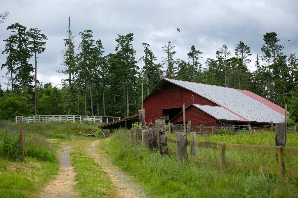 Swallows dart through the air around an old barn on June 10 at the site of the Keystone Preserve near Coupeville. (Ryan Berry / The Herald)