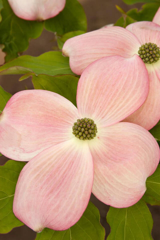 Stellar pink is one of the Stellar Series of dogwoods made from crossing Asian dogwoods with Eastern dogwoods.