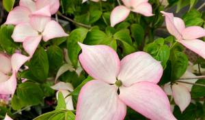rosy teacup dogwood