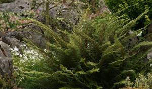 Polystichum setiferum Divisilobum Group, commonly called soft shield fern with image credit to Richie Steffen.