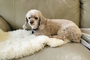 From the comfort of the couch, Merlin the poodle offers tips and tricks for honoring Dad on Father’s Day. (Jennifer Bardsley)