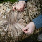 Alpaca breeder Rebecca Suryan shows the inner layer of fleece on one of her animals Monday, March 28, 2022, at Alpacas from MaRS in Snohomish, Washington. Alpaca fleece differs from sheeps wool in a few ways, notably in that it lacks a wax called lanolin. (Ryan Berry / The Herald)