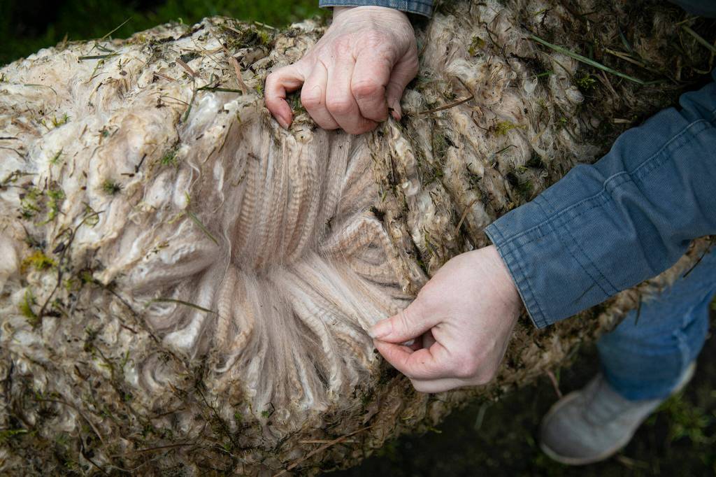 Alpaca breeder Rebecca Suryan shows the inner layer of fleece on one of her animals Monday, March 28, 2022, at Alpacas from MaRS in Snohomish, Washington. Alpaca fleece differs from sheeps wool in a few ways, notably in that it lacks a wax called lanolin. (Ryan Berry / The Herald)