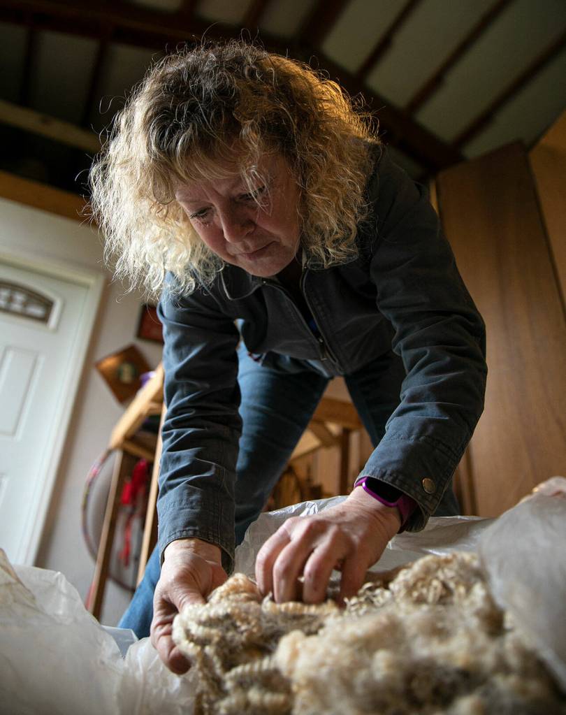 Rebecca Suryan opens up a bag of sheeps wool she uses to help show visitors the difference between wool and alpaca fleece on Monday, March 28, 2022, at Alpacas from MaRS in Snohomish, Washington. (Ryan Berry / The Herald)