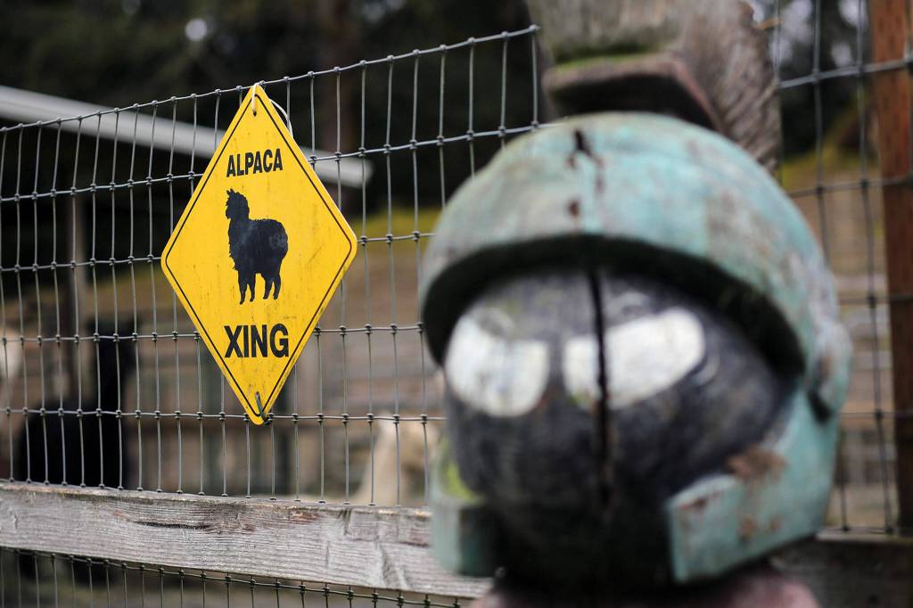 An ALPACA XING sign hangs on a fence next to a Marvin the Martian carving Monday, March 28, 2022, at Alpacas from MaRS in Snohomish, Washington. (Ryan Berry / The Herald)