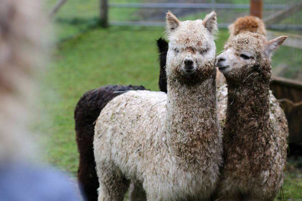 A group of male alpacas huddle together after one of them got spooked and made a high-pitched alert call Monday, March 28, 2022, at Alpacas from MaRS in Snohomish, Washington. (Ryan Berry / The Herald)
