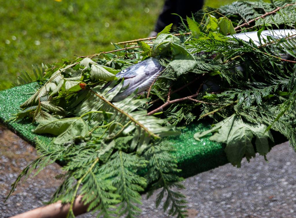 A salmon is visible under cedar and other foliage as it is carried to the longhouse on Saturday in Tulalip. (Olivia Vanni / The Herald)