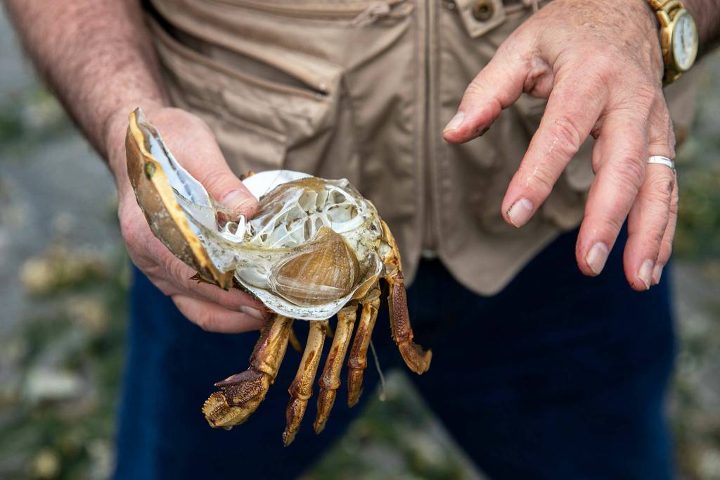 Fred Benedetti opens up a Dungeness crab molt and shows how the creatures shed their exoskeletons Wednesday at Lighthouse Park in Mukilteo. (Ryan Berry / The Herald)