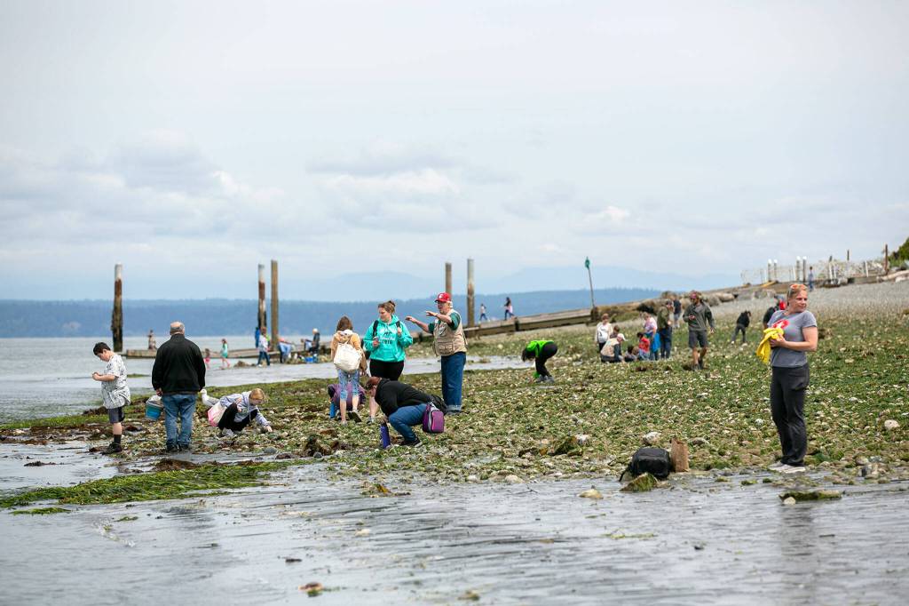 People venture toward exposed eelgrass beds during the lowest tide in over a decade Wednesday at Lighthouse Park in Mukilteo. (Ryan Berry / The Herald)