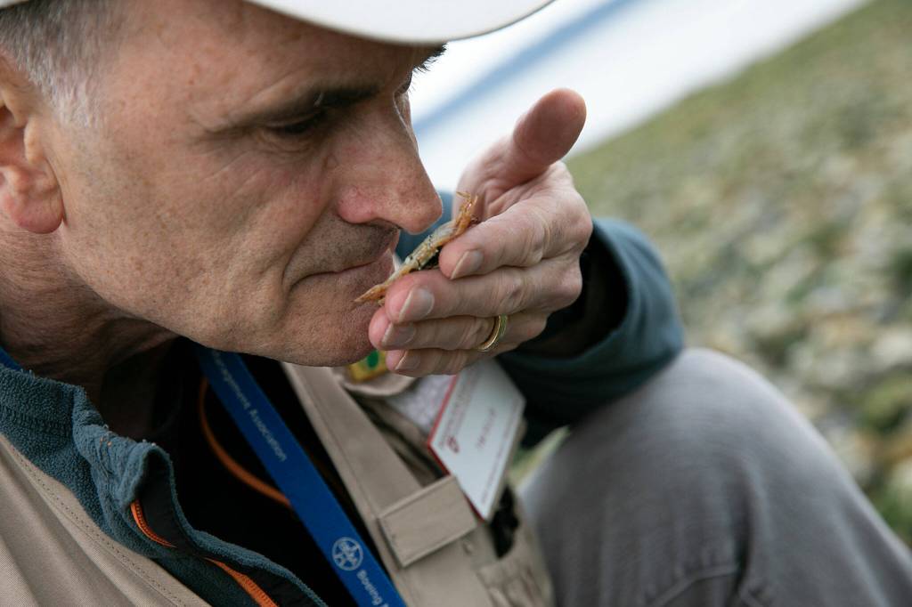 Tim Ellis performs a sniff test on a crab he found while tide-pooling during the lowest tide in over a decade Wednesday at Lighthouse Park in Mukilteo. Multiple WSU Beach Walkers said smelling a crab shell can help determine if the creature is dead or if it is just a molt. (Ryan Berry / The Herald)