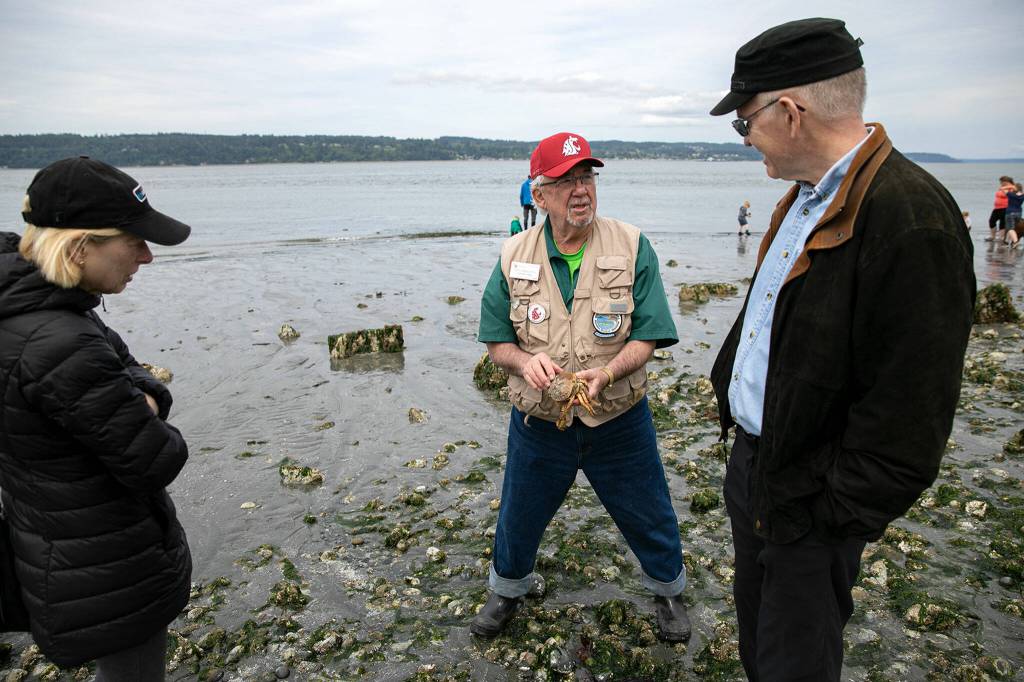 WSU Beach Walker Fred Benedetti holds a Dungeness crab molt and talks with visitors during the lowest tide in over a decade Wednesday at Lighthouse Park in Mukilteo. (Ryan Berry / The Herald)