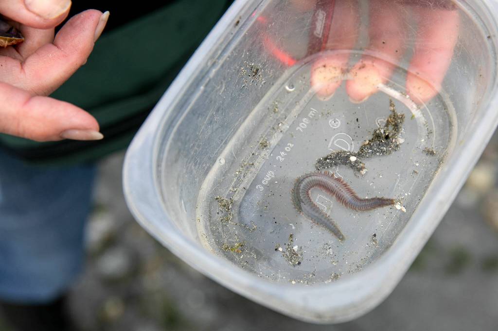 A WSU Beach Walker holds a carnivorous worm in a container while tide-pooling during the lowest tide in over a decade Wednesday at Lighthouse Park in Mukilteo. (Ryan Berry / The Herald)