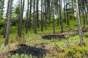 A view from the lower undeveloped part of the Flowery Trail neighborhood looking at spots where slash piles have been burned - outside Chewelah, Wash. (Erick Doxey / InvestigateWest)