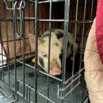 Freedom Pig ran wild in Arlington for close to a week. A group effort led to its capture. (Contributed photo)