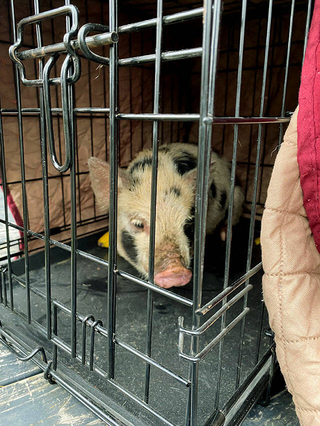 Freedom Pig ran wild in Arlington for close to a week. A group effort led to its capture. (Contributed photo)