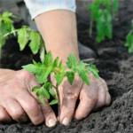close-up of gardener's hands planting a tomato seedling in the vegetable garden