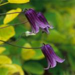 Clematis Rooguchi. (Richie Steffen)