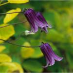 The GPP for this Friday is Clematis 'Rooguchi' and the image credit goes to Richie Steffen.