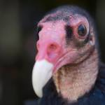 Turkey vultures pervious nostrils are among the features that help them feed on carrion. (The Columbian)