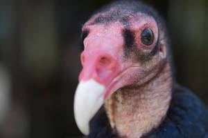 Turkey vultures’ pervious nostrils are among the features that help them feed on carrion. (The Columbian files)