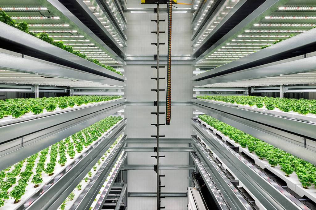 Trays of plants stacked high inside one of Infarms vertical farms. (Infarm)