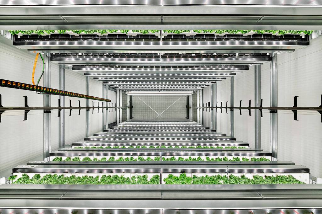 Trays of plants stacked high inside one of Infarms vertical farms. (Infarm)