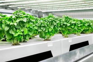 Trays of plants grow inside one of Infarm's vertical farms. Photo credit: Infarm