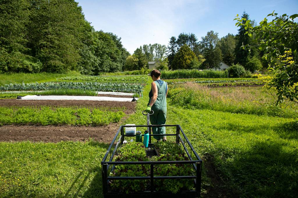 Allie Leiser pulls a cart full of young vegetables to be planted on June 21, at Radicle Roots Farm in Snohomish. (Ryan Berry / The Herald)