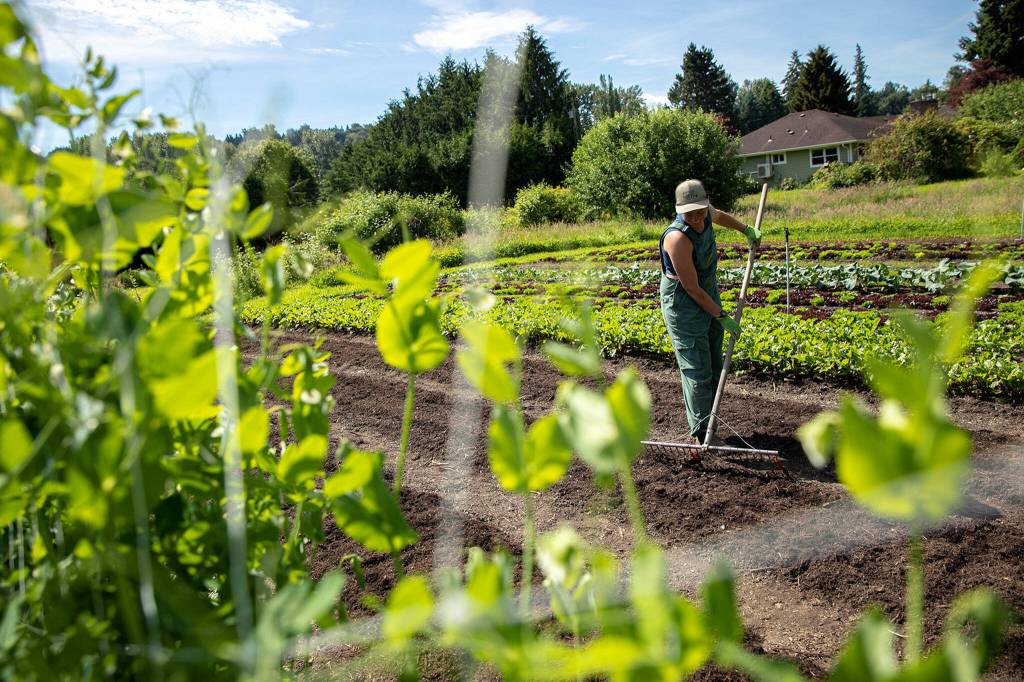 Allie Leiser, assistant farm manager at Radicle Roots, uses a rake to mark out spaces for new plants on June 21, at Radicle Roots Farm in Snohomish. (Ryan Berry / The Herald)