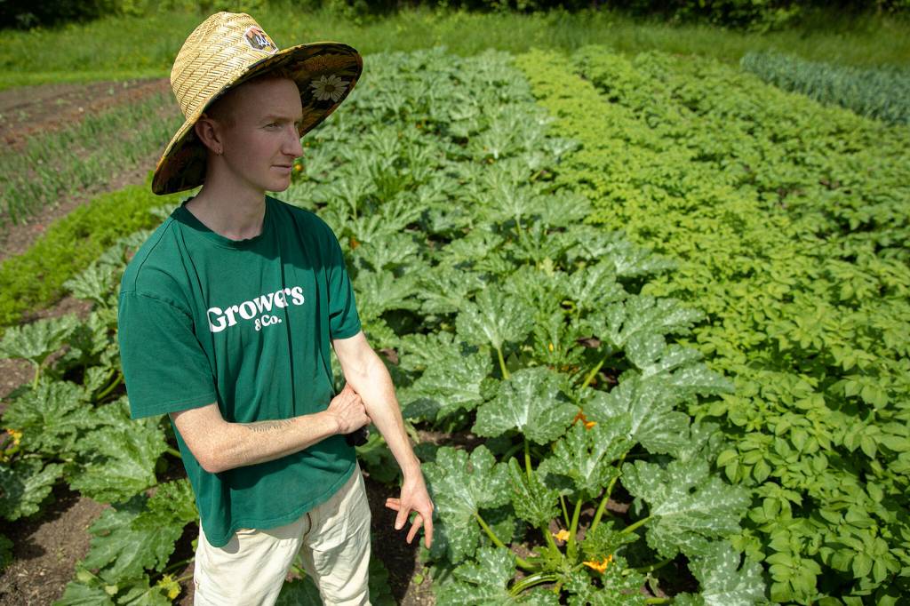 James Berntson stands near a row of squash plants on June 21, at Radicle Roots Farm in Snohomish. (Ryan Berry / The Herald)
