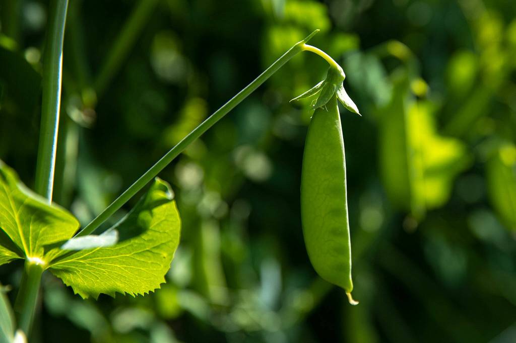 A snap pea hangs from its stem on June 21, at Radicle Roots Farm in Snohomish. (Ryan Berry / The Herald)