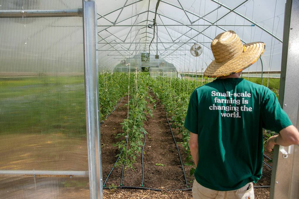 James Berntson heads into one of two greenhouses at Radicle Roots Farm on June 21, in Snohomish. (Ryan Berry / The Herald)