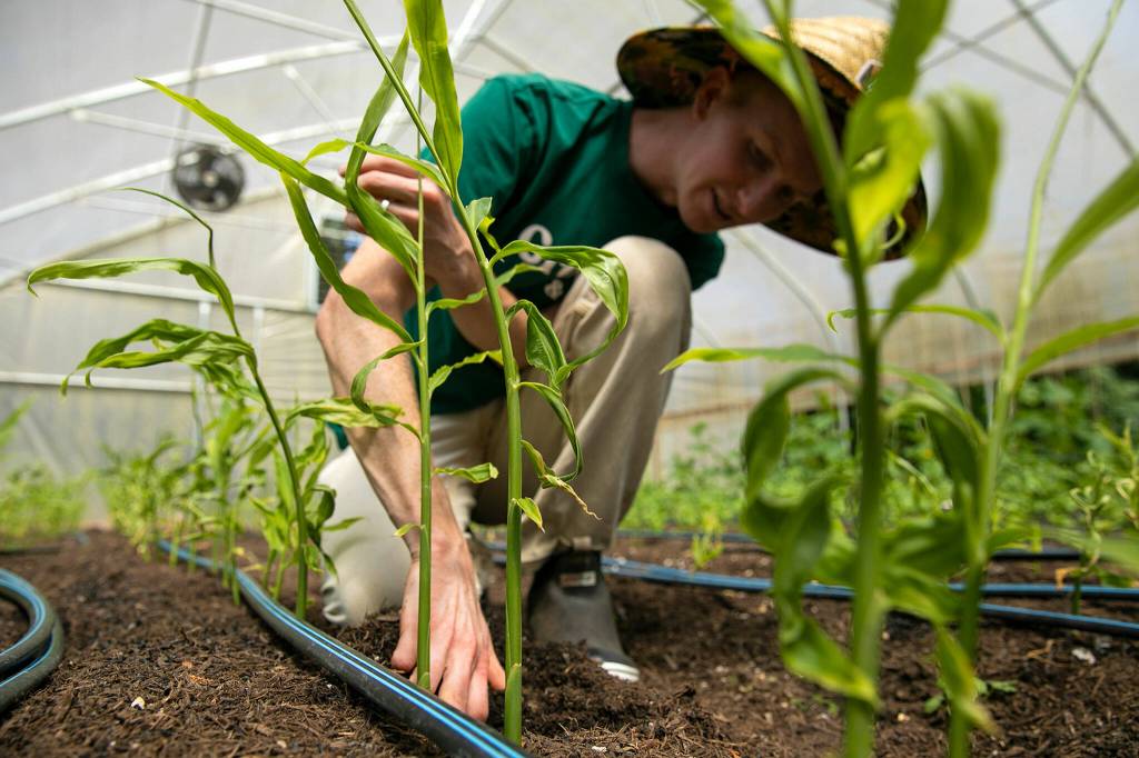 James Berntson checks on a young ginger plant growing inside a greenhouse on June 21, at Radicle Roots Farm in Snohomish. (Ryan Berry / The Herald)